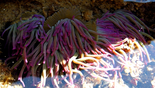 Porticciolo romano - Formia